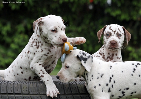 Butter Biscuit mit Black Blaze & Beloved By´all vom Teutoburger Wald