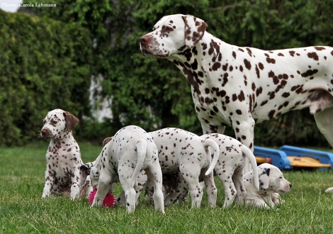 Onkel Christi ORMOND Exquisite Selection mit dem BB-Wurf vom Teutoburger Wald