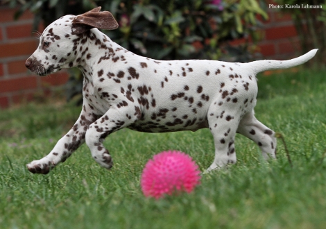Beloved By´all vom Teutoburger Wald