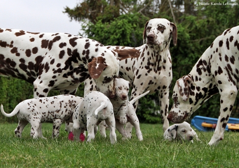 Großonkel Christi ORMOND Coppola, Cousine Christi ORMOND Knjazjouna Kyra und Onkel Christi ORMOND Exquisite Selection mit dem BB-Wurf vom Teutoburger Wald