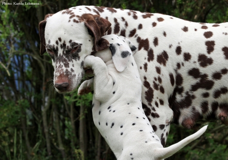 Mama Christi ORMOND Empress Edition mit Brigitte Bardot vom Teutoburger Wald