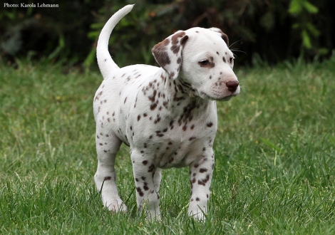 Butter Biscuit vom Teutoburger Wald