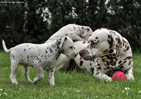 Onkel Christi ORMOND Exquisite Selection mit Black Blaze & Brigitte Bardot vom Teutoburger Wald
