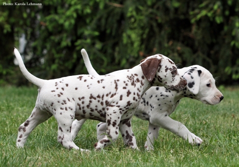 Beloved By´all mit ihrem Bruder Black Blaze vom Teutoburger Wald