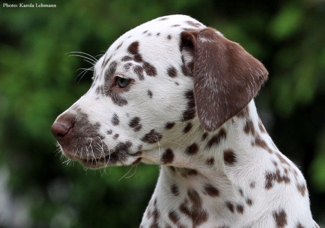 Beloved By´all vom Teutoburger Wald