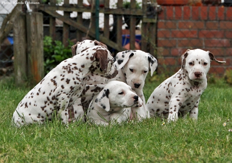 BB-Wurf vom Teutoburger Wald