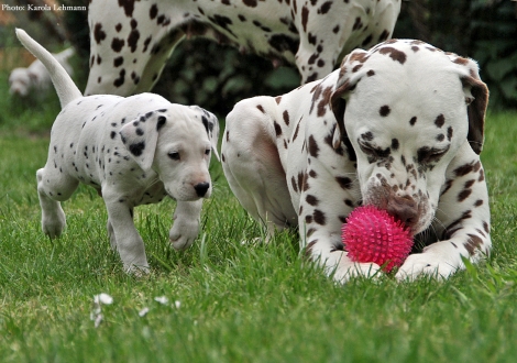 Onkel Christi ORMOND Exquisite Selection mit Black Blaze vom Teutoburger Wald