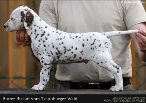 Butter Biscuit vom Teutoburger Wald - Rüde | weiß-braun | beidseitig hörend (+/+)
