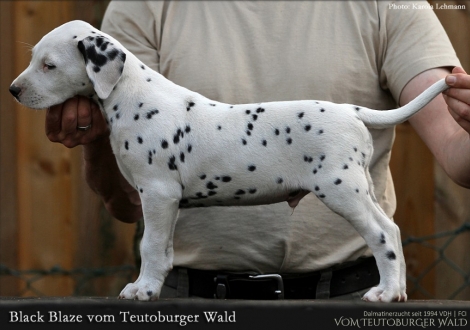 Black Blaze vom Teutoburger Wald - Rüde | weiß-schwarz | beidseitig hörend (+/+)