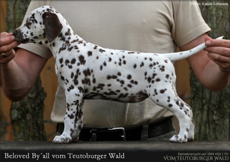 Beloved By´all vom Teutoburger Wald - Hündin | weiß-braun | beidseitig hörend (+/+)