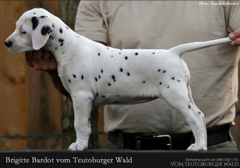 Brigitte Bardot vom Teutoburger Wald - Hündin | weiß-schwarz | beidseitig hörend (+/+)