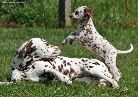 Cousine Treasure Toulouse vom Teutoburger Wald mit Betty Boop vom Teutoburger Wald