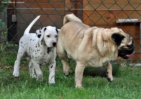Enano mit Black Blaze vom Teutoburger Wald