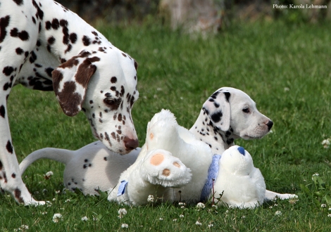 Cousine Treasure Toulouse vom Teutoburger Wald mit Black Blaze vom Teutoburger Wald