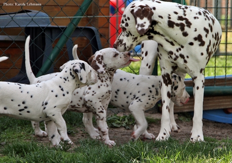 Cousine Treasure Toulouse vom Teutoburger Wald mit Brigitte Bardot, Butter Bisquit und Black Blaze vom Teutoburger Wald