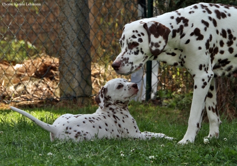 Cousine Treasure Toulouse vom Teutoburger Wald mit Butter Biscuit vom Teutoburger Wald