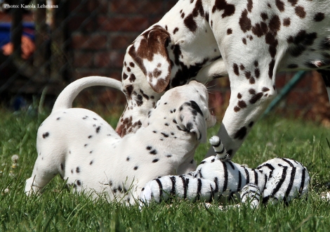 Cousine Treasure Toulouse vom Teutoburger Wald mit Black Blaze vom Teutoburger Wald