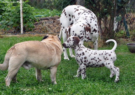 Cousine Treasure Toulouse vom Teutoburger Wald mit Enano und Beloved By´all vom Teutoburger Wald