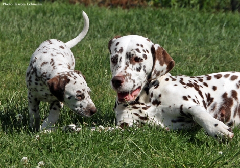 Cousine Treasure Toulouse vom Teutoburger Wald mit Betty Boop vom Teutoburger Wald