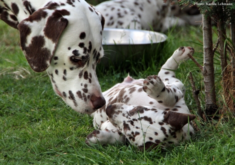 Cousine Treasure Toulouse vom Teutoburger Wald mit Beloved By´all vom Teutoburger Wald