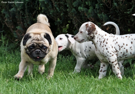 Enano mit Brigitte Bardot und Butter Biscuit vom Teutoburger Wald