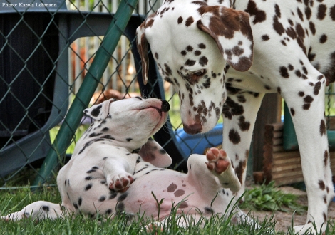 Cousine Treasure Toulouse vom Teutoburger Wald mit Black Blaze vom Teutoburger Wald