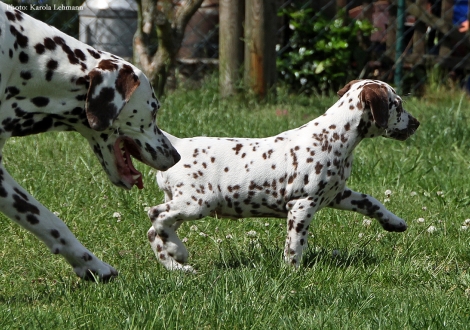 Cousine Treasure Toulouse vom Teutoburger Wald mit Beloved By´all vom Teutoburger Wald