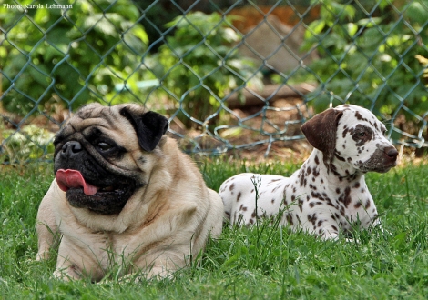 Enano mit Beloved By´all vom Teutoburger Wald
