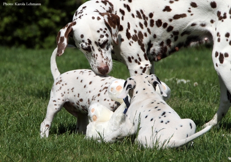 Cousine Treasure Toulouse vom Teutoburger Wald mit Butter Biscuit und Brigitte Bardot vom Teutoburger Wald