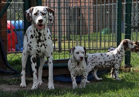 Cousine Treasure Toulouse vom Teutoburger Wald mit Butter Biscuit und Beloved By´all vom Teutoburger Wald