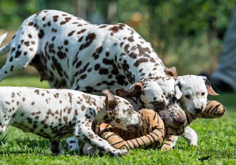 Spielstunde: Mama Christ ORMOND Empress Edition mit ihren Töchtern Beloved By´all und Brigitte Bardot vom Teutoburger Wald