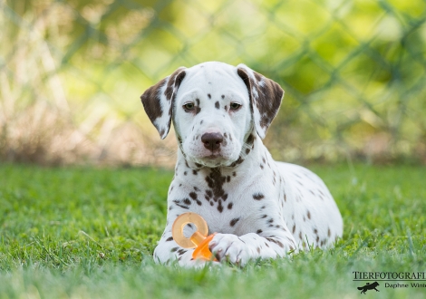 Butter Biscuit vom Teutoburger Wald - Rüde | weiß-braun | fehlerfrei | beidseitig hörend (+/+)