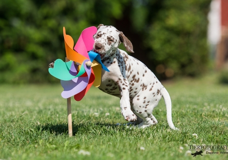 Betty Boop vom Teutoburger Wald - Hündin | weiß-braun | fehlerfrei | beidseitig hörend (+/+)