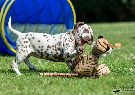 Beloved By´all vom Teutoburger Wald - Hündin | weiß-braun | fehlerfrei | beidseitig hörend (+/+) 