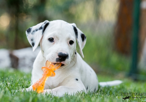 Brigitte Bardot vom Teutoburger Wald - Hündin | weiß-schwarz | fehlerfrei | beidseitig hörend (+/+) 