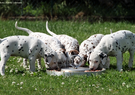 BB-Wurf vom Teutoburger Wald (8. Lebenswoche)