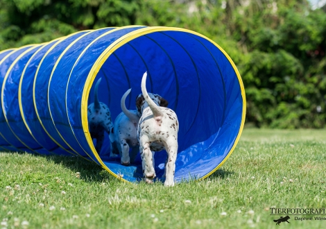 BB-Wurf vom Teutoburger Wald (8. Lebenswoche)