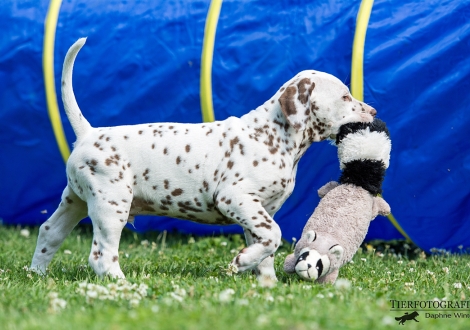 Butter Biscuit vom Teutoburger Wald