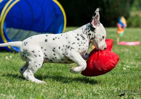 Black Blaze vom Teutoburger Wald
