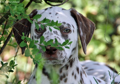 Betty Boop vom Teutoburger Wald