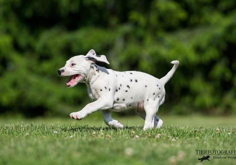 Brigitte Bardot vom Teutoburger Wald