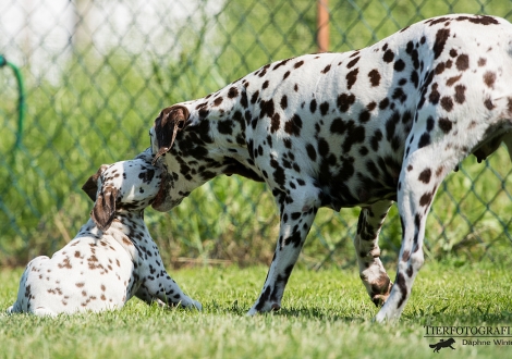 Erziehungsmaßnahmen von Mama Christ ORMOND Empress Edition mit ihrer Tochter Betty Boop vom Teutoburger Wald