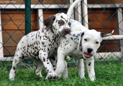 Beloved By´all mit ihrem Bruder Black Blaze vom Teutoburger Wald