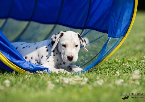 Black Blaze vom Teutoburger Wald