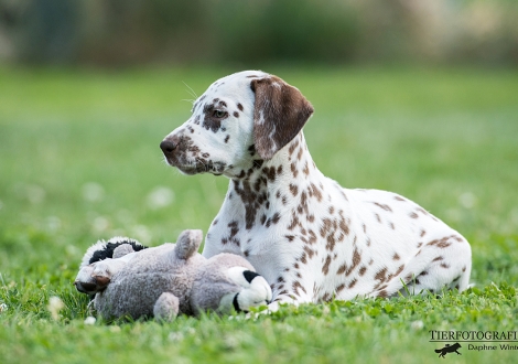 Betty Boop vom Teutoburger Wald