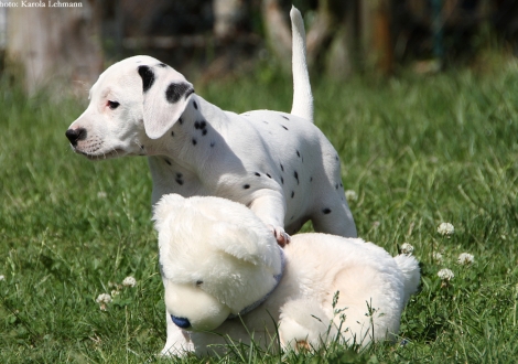 Brigitte Bardot vom Teutoburger Wald