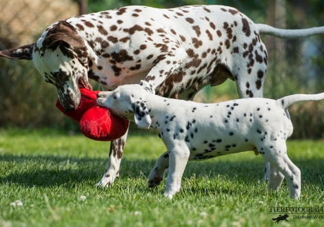 Spielstunde: Mama Christ ORMOND Empress Edition mit ihrem Sohn Black Blaze vom Teutoburger Wald