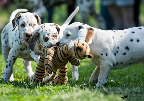 Butter Biscuit mit seinen Schwestern Betty Boop und Brigitte Bardot vom Teutoburger Wald