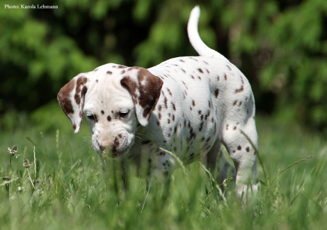 Butter Biscuit vom Teutoburger Wald