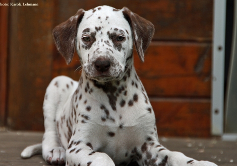 Betty Boop vom Teutoburger Wald